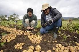 Las lluvias dejan pérdidas millonarias, en cultivos del Tolima