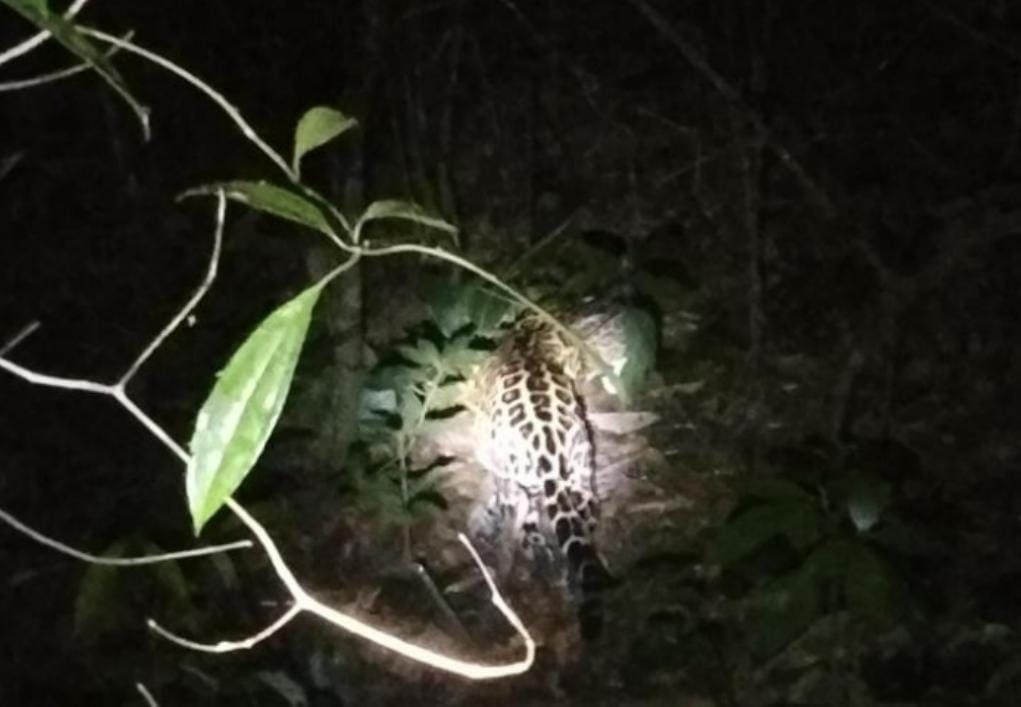 Cortolima invita a mantener la calma tras avistamiento de jaguar en el Parque Natural Regional Bosque de Galilea.