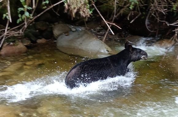 Avistamiento de Danta en el sur del Tolima