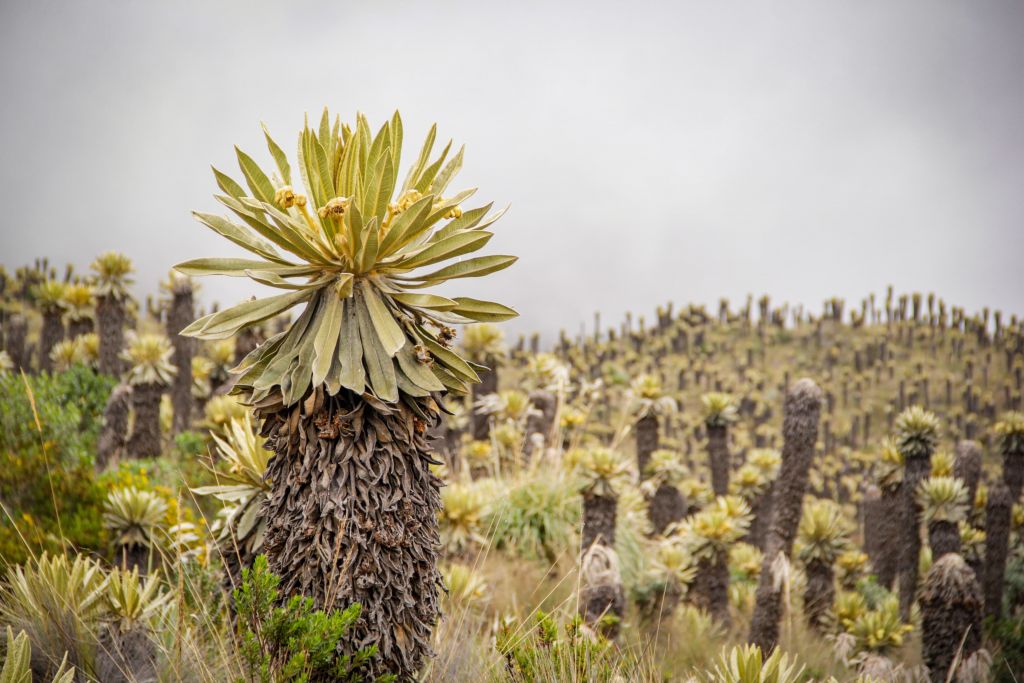 Día Mundial del Medio Ambiente: Cortolima trabaja por la recuperación de suelos y la protección de la biodiversidad