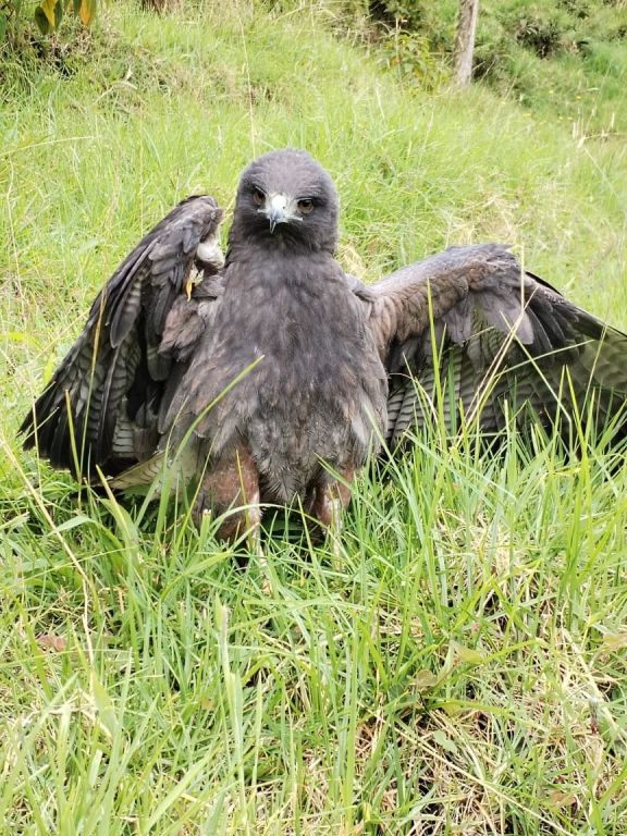 Águila herida es atendida por equipo de rescate de fauna silvestre de Cortolima