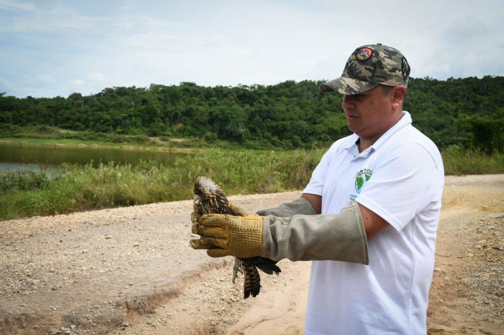 Especies que estaban en peligro, fueron rescatadas y liberadas