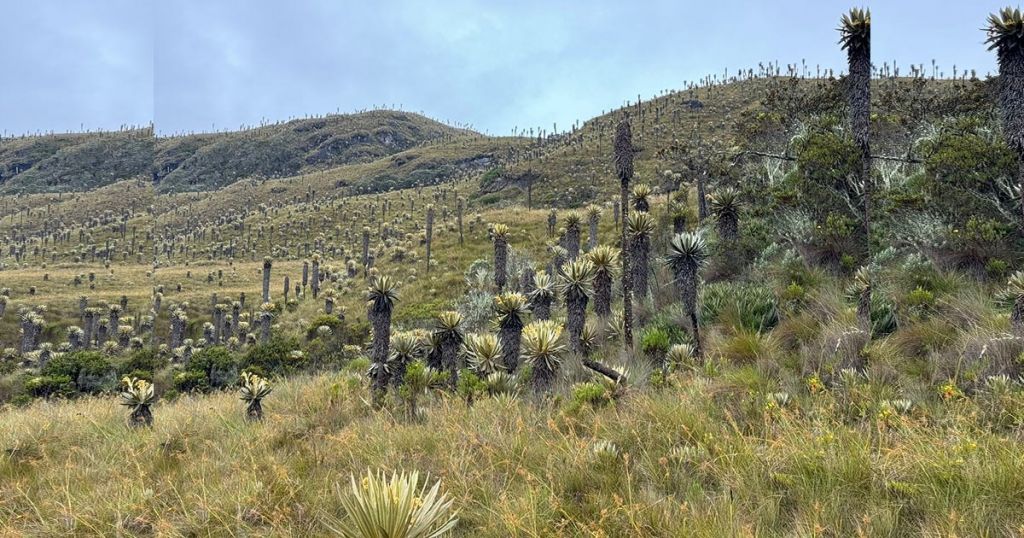 Gobernación del Tolima hace seguimiento, control y monitoreo a predios de conservación