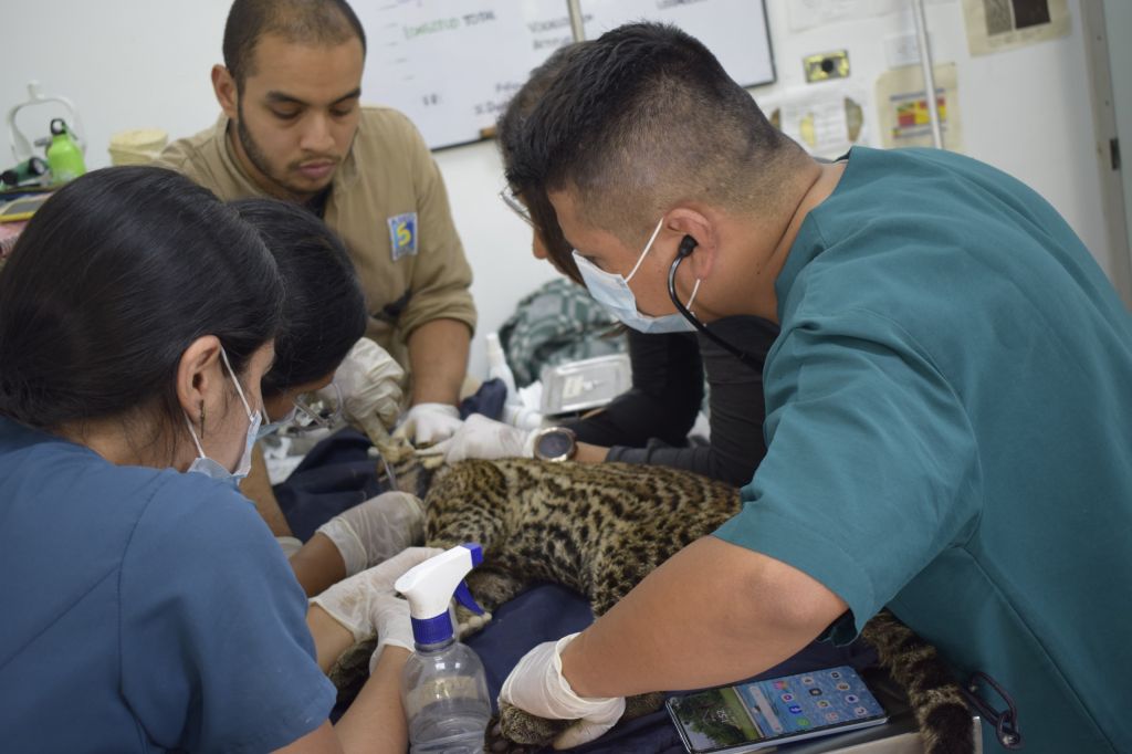 Veterinarios de Cortolima operaron con éxito a ocelote rescatada en Coyaima.