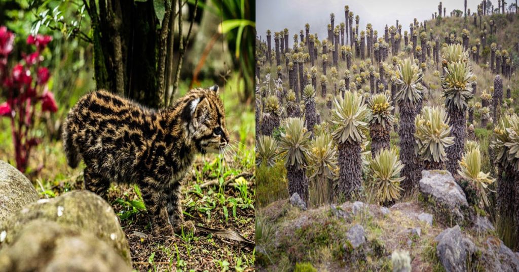 Día Nacional de la Biodiversidad: Así protege Cortolima la fauna y flora