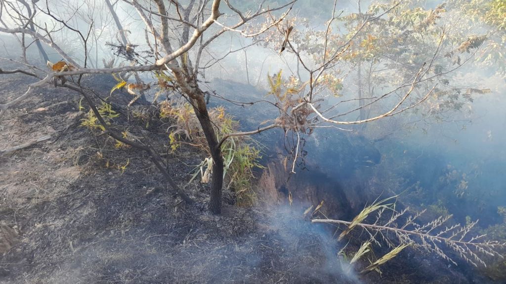 Más de 700 hectáreas se han quemado en Chaparral Tolima