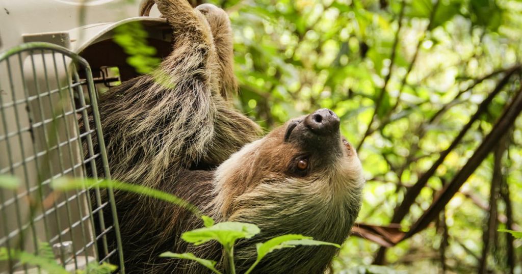 Cortolima libera perezoso encontrado en un camión