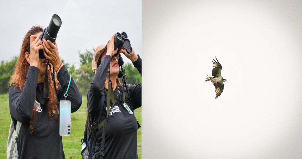 Se cumplieron primeras jornadas de avistamiento durante Festival de Aves del Tolima