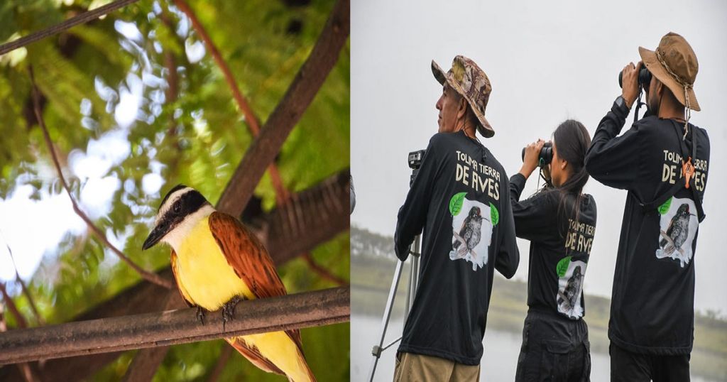 Asista a la clausura del Festival de Aves del Tolima en Purificación