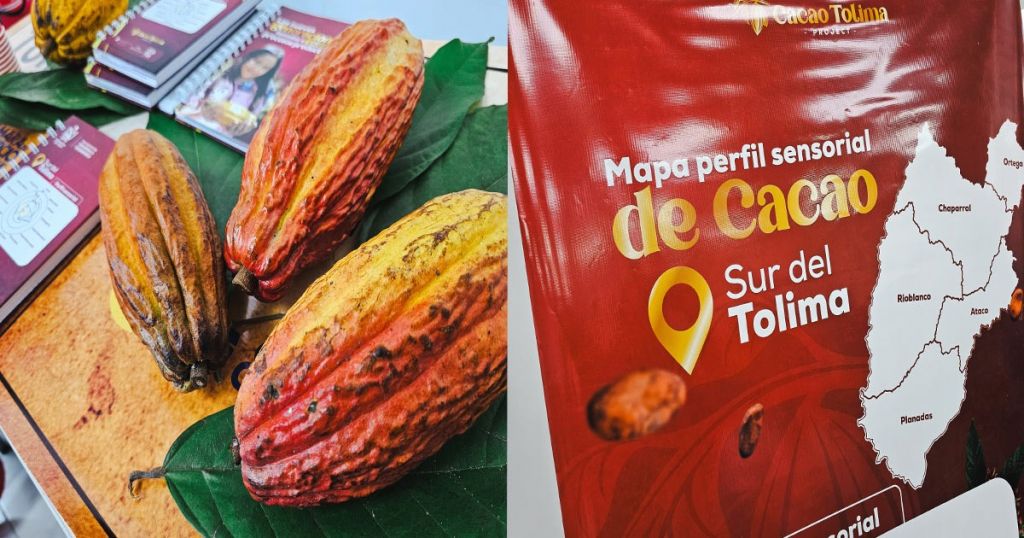 Sur del Tolima tiene el primer mapa de perfil sensorial de cacao