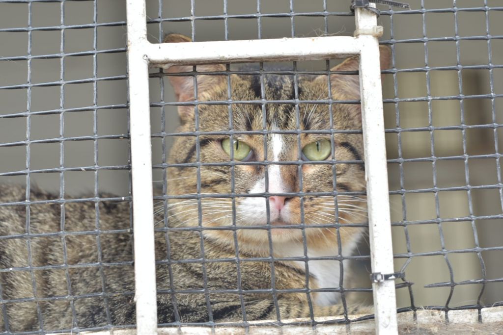 Alcaldía, olvidó 170 animales que tiene a su cuidado en el Capa Ibagué.