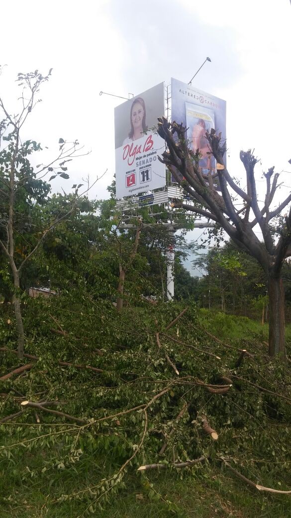 Cortolima no dio permiso para arboricidio de la 60 con Ambala