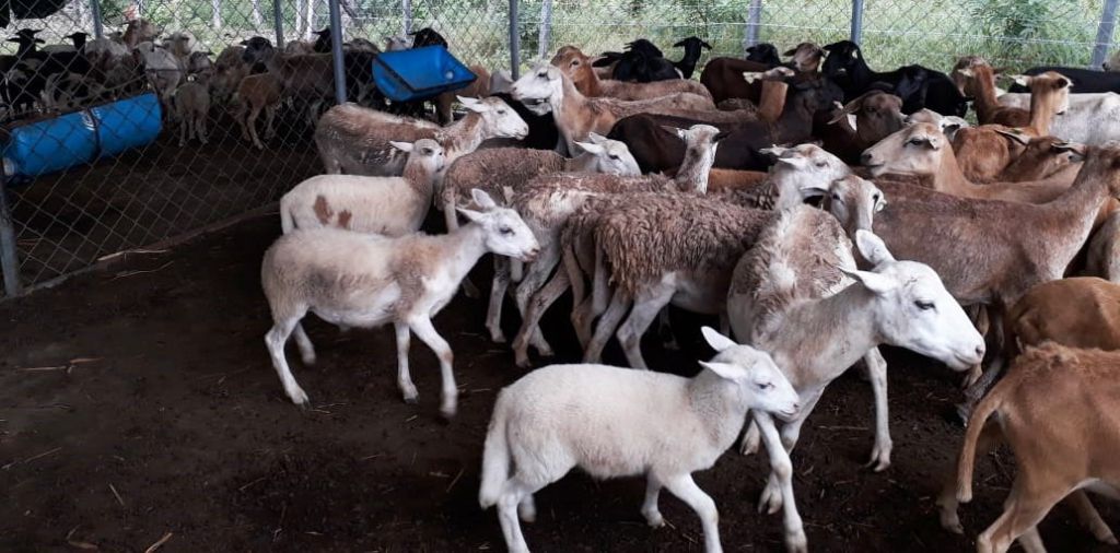 Productores ovinos de Natagaima, recibieron acompañamiento técnico.