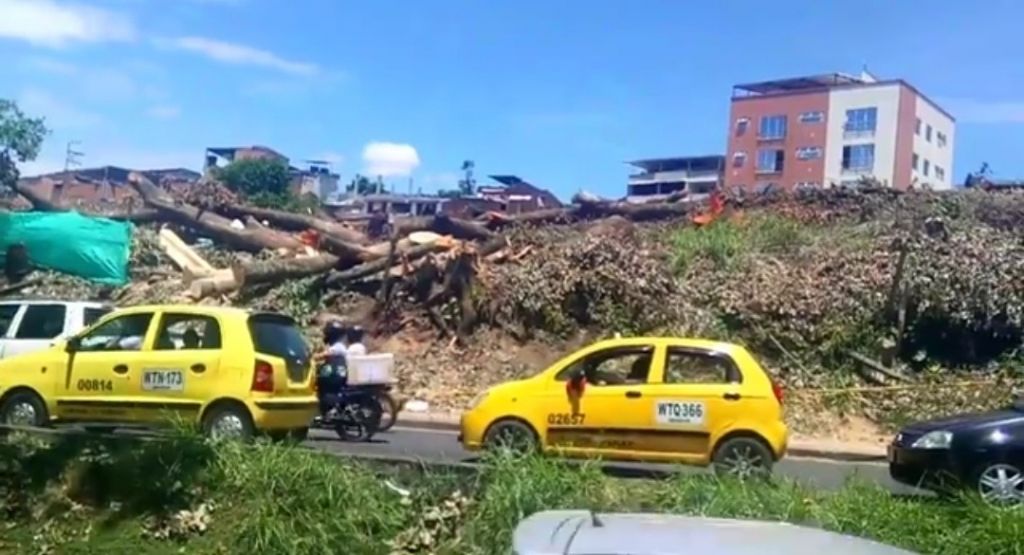 Director de Cortolima autorizó arboricidio de la Guabinal en Ibagué