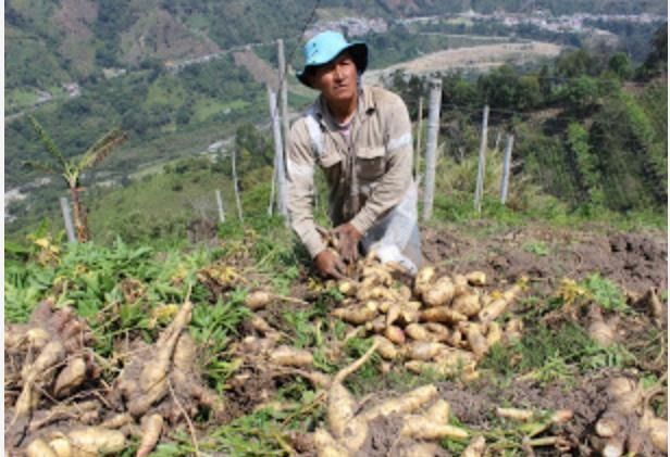 El covid-19 a punto de quebrar a los Arracacheros del Tolima