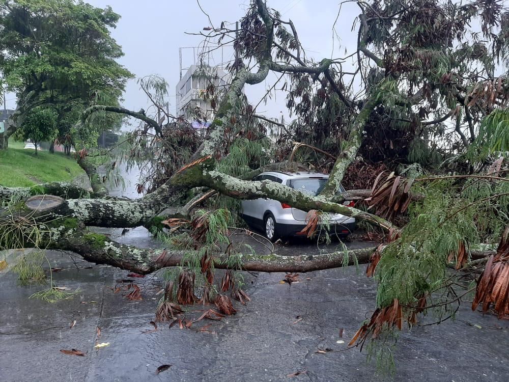 Árbol cayó sobre vehículo en Ibagué, durante el torrencial aguacero.